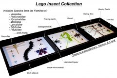 S&C Insects