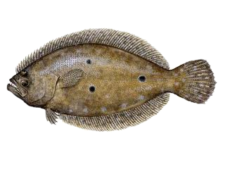Flounder.fw.png