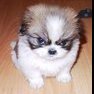 FluffyWanKenobi