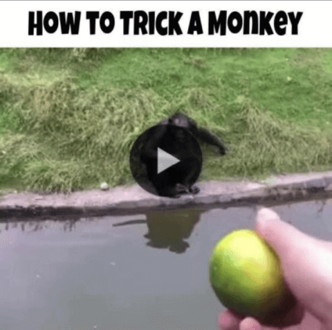 HOW_TO_TRICK_A_MONKE.png.0168d6b7fbceadfdaf53a60f15ad2771.png