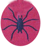 spider.png