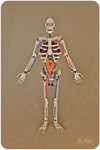 Anatomy Skeleton