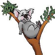 Laid Back Koala