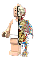 anatomic minifig.gif