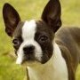 Boston Terrier